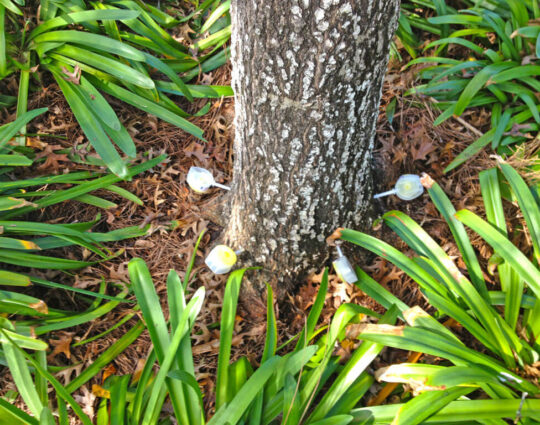 Deep Root Injection-Loxahatchee Tree Trimming and Tree Removal Services-We Offer Tree Trimming Services, Tree Removal, Tree Pruning, Tree Cutting, Residential and Commercial Tree Trimming Services, Storm Damage, Emergency Tree Removal, Land Clearing, Tree Companies, Tree Care Service, Stump Grinding, and we're the Best Tree Trimming Company Near You Guaranteed!