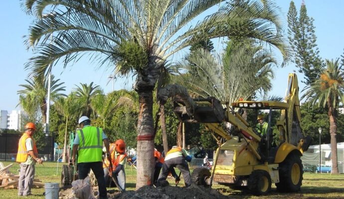 Palm Tree Trimming & Palm Tree Removal-Loxahatchee Tree Trimming and Tree Removal Services-We Offer Tree Trimming Services, Tree Removal, Tree Pruning, Tree Cutting, Residential and Commercial Tree Trimming Services, Storm Damage, Emergency Tree Removal, Land Clearing, Tree Companies, Tree Care Service, Stump Grinding, and we're the Best Tree Trimming Company Near You Guaranteed!