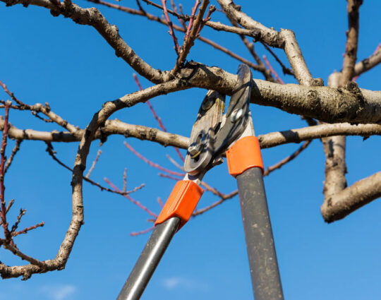 Tree Pruning-Loxahatchee Tree Trimming and Tree Removal Services-We Offer Tree Trimming Services, Tree Removal, Tree Pruning, Tree Cutting, Residential and Commercial Tree Trimming Services, Storm Damage, Emergency Tree Removal, Land Clearing, Tree Companies, Tree Care Service, Stump Grinding, and we're the Best Tree Trimming Company Near You Guaranteed!