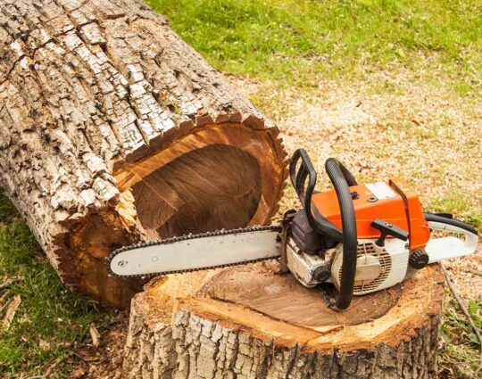 Tree Pruning & Tree Removal-Loxahatchee Tree Trimming and Tree Removal Services-We Offer Tree Trimming Services, Tree Removal, Tree Pruning, Tree Cutting, Residential and Commercial Tree Trimming Services, Storm Damage, Emergency Tree Removal, Land Clearing, Tree Companies, Tree Care Service, Stump Grinding, and we're the Best Tree Trimming Company Near You Guaranteed!