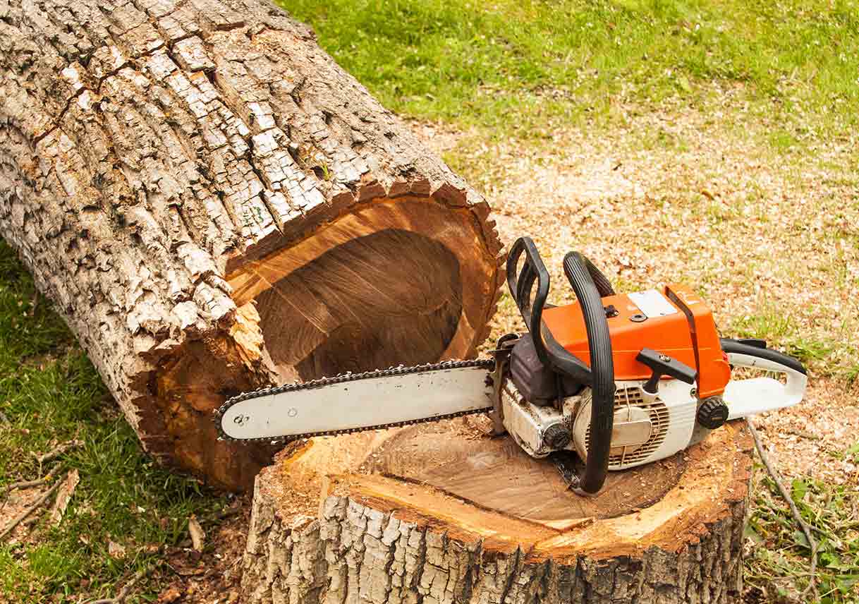 Tree Pruning & Tree Removal-Loxahatchee Tree Trimming and Tree Removal Services-We Offer Tree Trimming Services, Tree Removal, Tree Pruning, Tree Cutting, Residential and Commercial Tree Trimming Services, Storm Damage, Emergency Tree Removal, Land Clearing, Tree Companies, Tree Care Service, Stump Grinding, and we're the Best Tree Trimming Company Near You Guaranteed!
