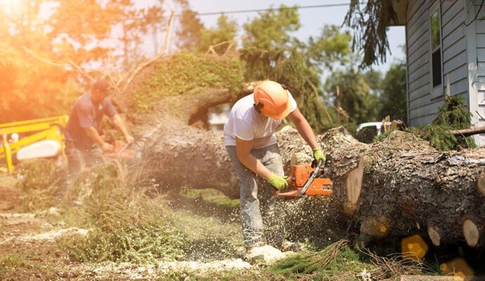 Emergency Tree Removal Loxahatchee-Pro Tree Trimming & Removal Team of Loxahatchee