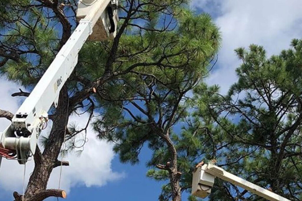 Loxahatchee Commercial Tree Services-Pro Tree Trimming & Removal Team of Loxahatchee