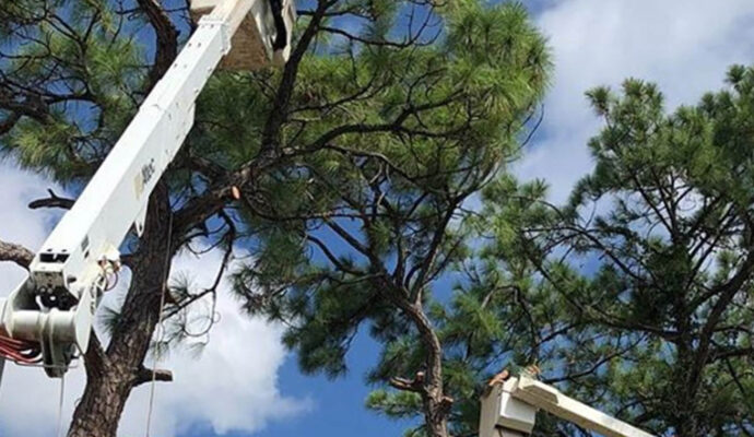 Loxahatchee Commercial Tree Services-Pro Tree Trimming & Removal Team of Loxahatchee