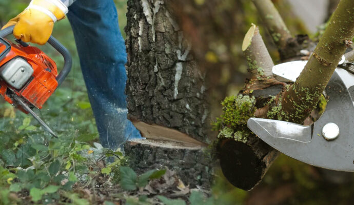 Loxahatchee Tree Pruning & Tree Removal-Pro Tree Trimming & Removal Team of Loxahatchee