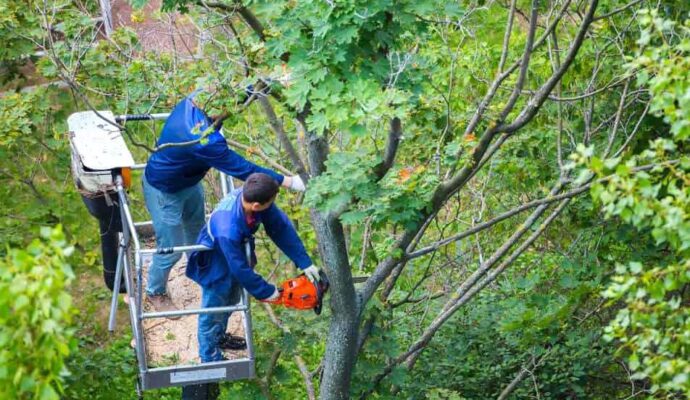 Loxahatchee Tree Trimming Services-Pro Tree Trimming & Removal Team of Loxahatchee