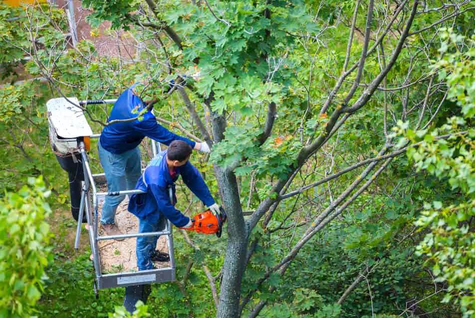 Loxahatchee Tree Trimming Services-Pro Tree Trimming & Removal Team of Loxahatchee