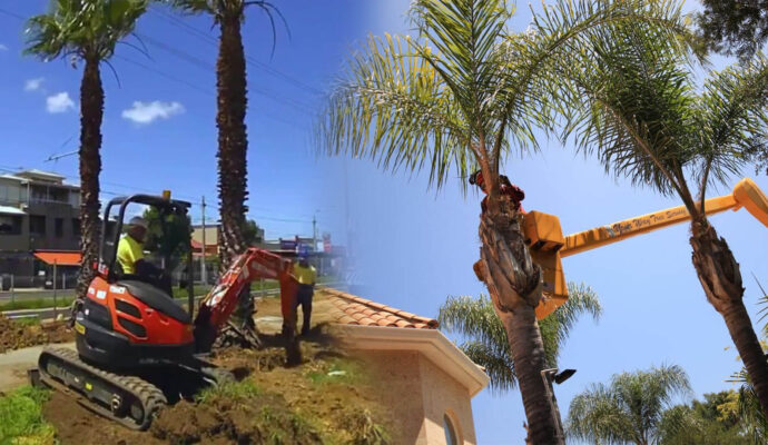 Palm Tree Trimming & Palm Tree Removal Near Me-Pro Tree Trimming & Removal Team of Loxahatchee