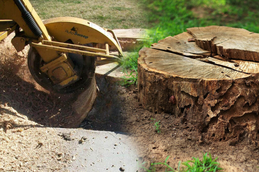 Stump-Grinding-Removal-Affordable-Pro-Tree-Trimming-Removal-Team-of-Loxahatchee
