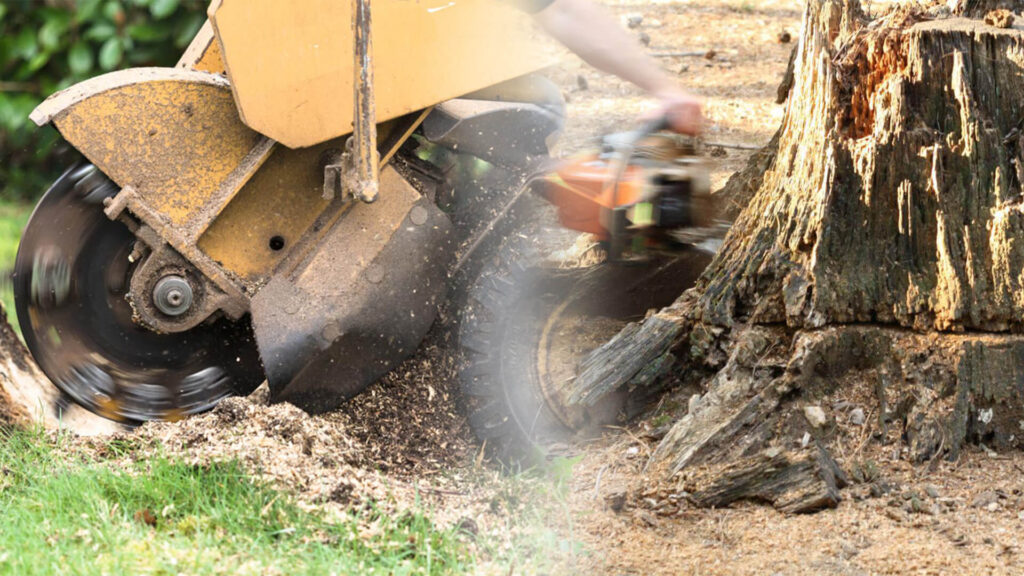 Stump Grinding & Removal Near Me-Pro Tree Trimming & Removal Team of Loxahatchee