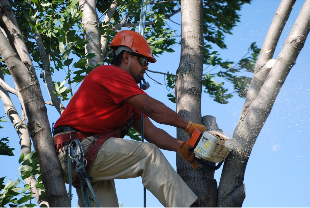 Tree Pruning & Tree Removal Loxahatchee-Pro Tree Trimming & Removal Team of Loxahatchee