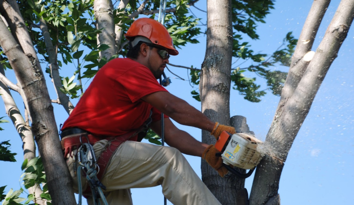 Tree Pruning & Tree Removal Loxahatchee-Pro Tree Trimming & Removal Team of Loxahatchee
