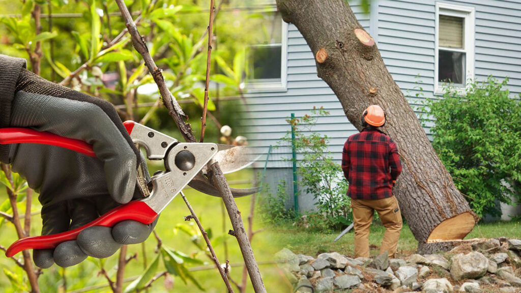 Tree Pruning & Tree Removal Near Me-Pro Tree Trimming & Removal Team of Loxahatchee