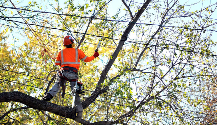 Tree-Trimming-Services-Affordable-Pro-Tree-Trimming-Removal-Team-of-Loxahatchee
