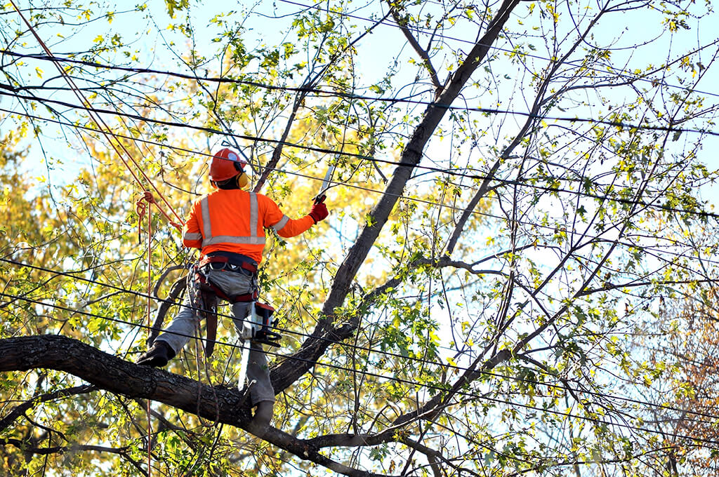 Tree-Trimming-Services-Affordable-Pro-Tree-Trimming-Removal-Team-of-Loxahatchee