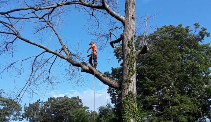Tree Trimming Services Loxahatchee-Pro Tree Trimming & Removal Team of Loxahatchee
