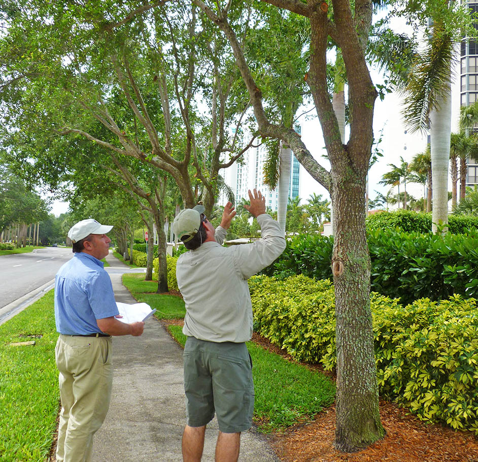 Arborist Consultations-Experts-Pro Tree Trimming & Removal Team of Loxahatchee