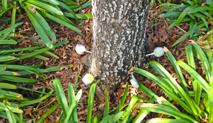 Deep Root Injection-Experts-Pro Tree Trimming & Removal Team of Loxahatchee