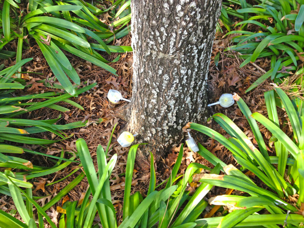 Deep Root Injection-Pros-Pro Tree Trimming & Removal Team of Loxahatchee