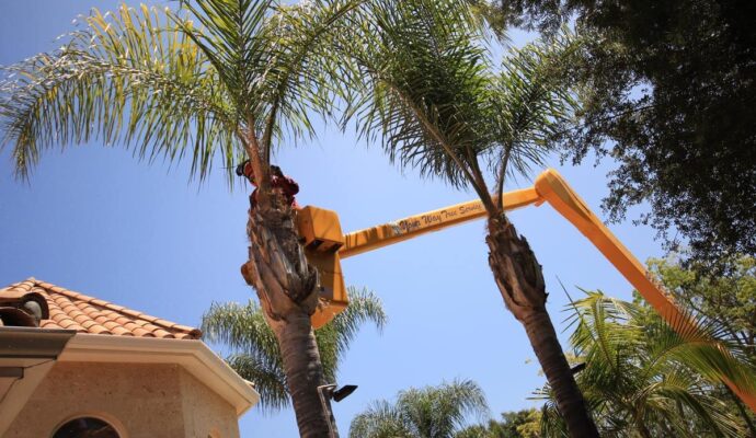 Palm Tree Trimming-Experts-Pro Tree Trimming & Removal Team of Loxahatchee