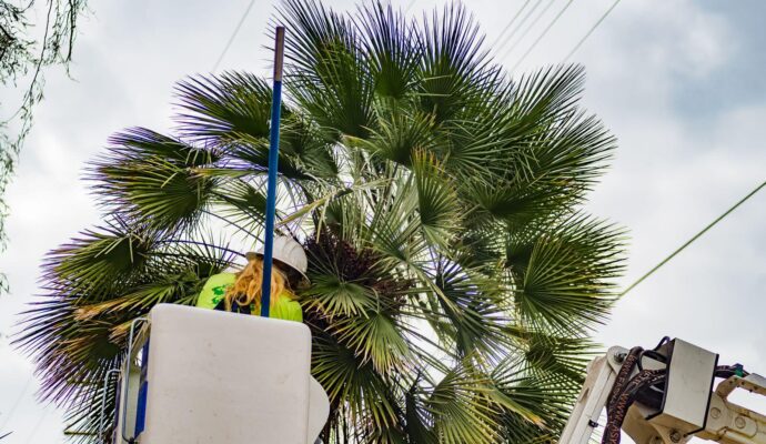 Palm-Tree-Trimming-Palm-Tree-Removal-Services Pro-Tree-Trimming-Removal-Team-of- Loxahatchee