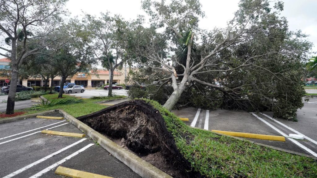 Storm Damage-Experts-Pro Tree Trimming & Removal Team of Loxahatchee