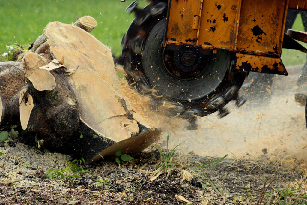Stump-Grinding-Removal-Services Pro-Tree-Trimming-Removal-Team-of- Loxahatchee