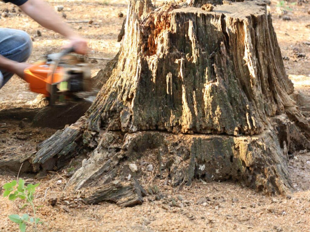 Stump Removal-Experts-Pro Tree Trimming & Removal Team of Loxahatchee