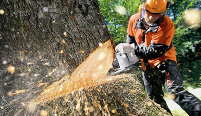Tree Cutting-Experts-Pro Tree Trimming & Removal Team of Loxahatchee