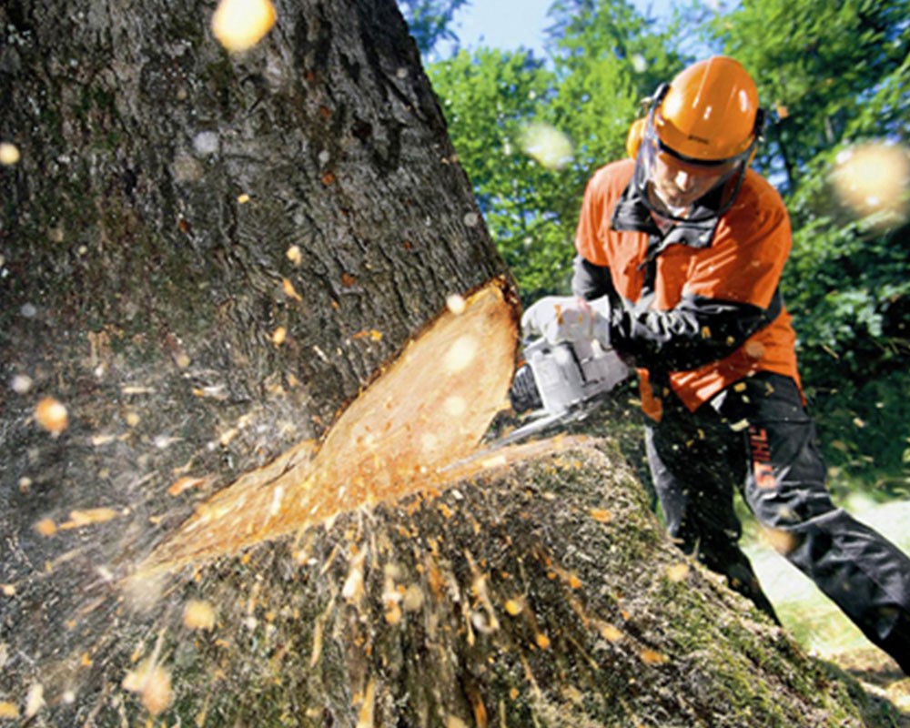 Tree Cutting-Pros-Pro Tree Trimming & Removal Team of Loxahatchee