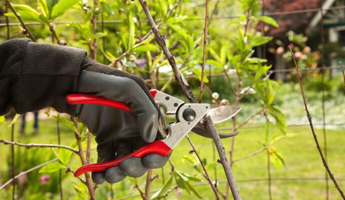 Tree Pruning Experts-Pro Tree Trimming & Removal Team of Loxahatchee