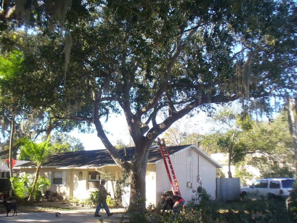 Tree-Pruning-Tree-Removal-Services Pro-Tree-Trimming-Removal-Team-of- Loxahatchee