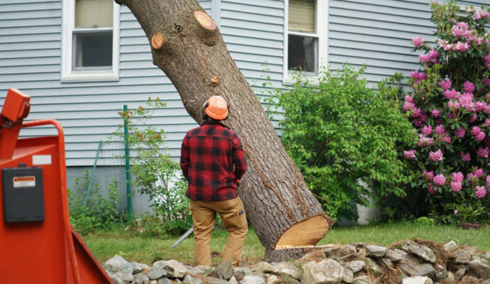 Tree-Removal-Experts-Pro Tree Trimming & Removal Team of Loxahatchee
