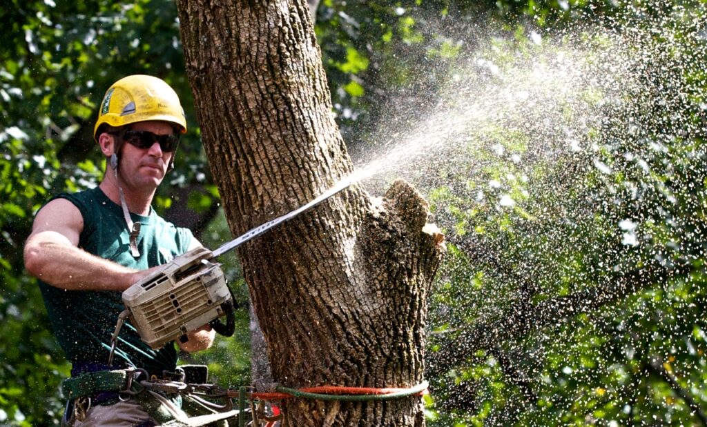 Tree Trimming-Experts-Pro Tree Trimming & Removal Team of Loxahatchee