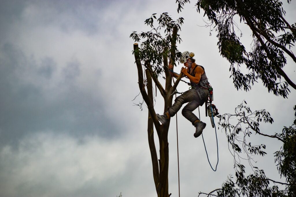 Tree-Trimming-Services-Services Pro-Tree-Trimming-Removal-Team-of Loxahatchee